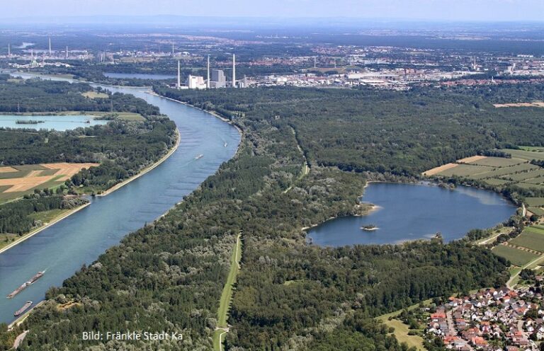 Polderplanung Bellenkopf/Rappenwört: Grüne fragen, ob doch mehr Wald erhalten bleiben kann