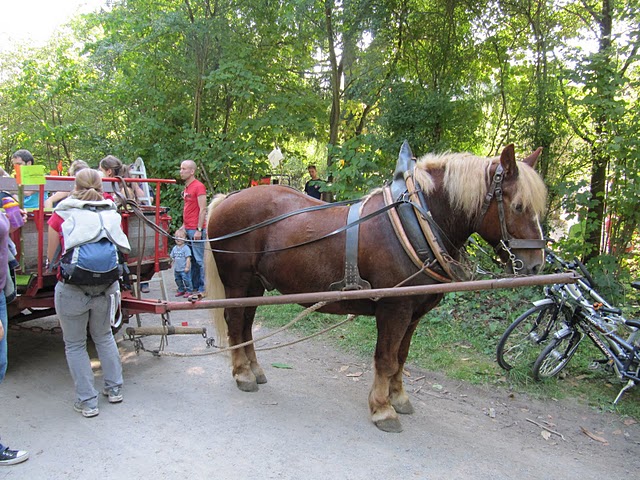 Pferdekutsche beim Tag der offenen Tür bei den Waldfüchsen 2011